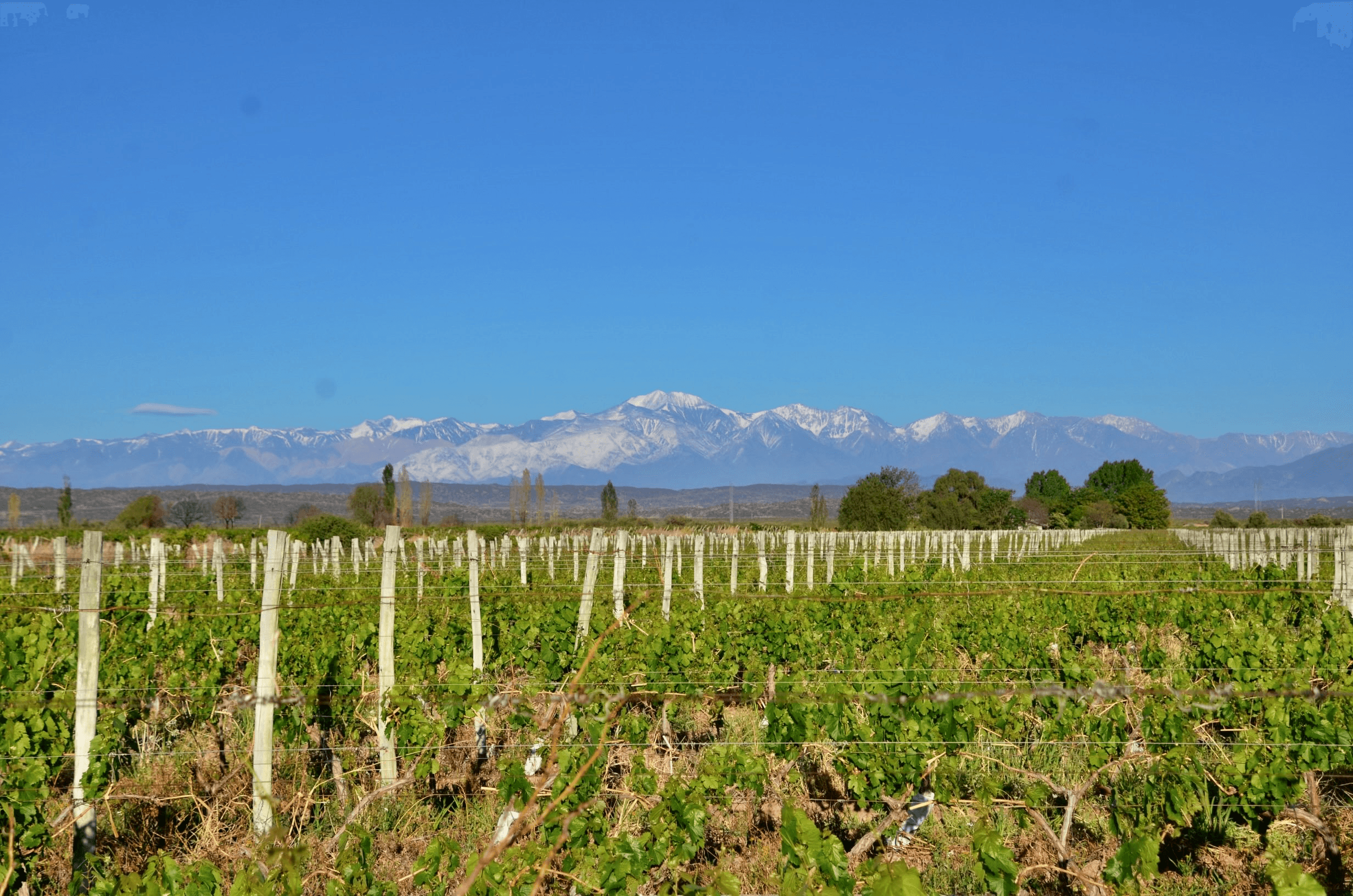 Hoffmann Vineyards panorama with Andes mountains